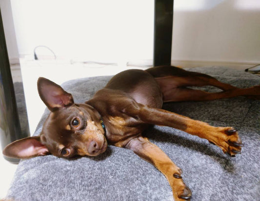 老犬が痙攣(けいれん)を起こしたときの対処法