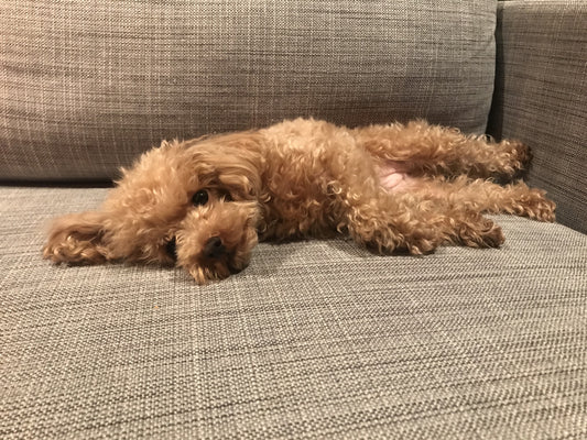 老犬の「震え」は何が原因? 対処法や必要なケアなど