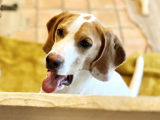老犬の息が荒いのは正常? 病院に連れていくべき?