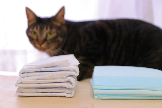 老猫におむつをつけても大丈夫? 嫌がる場合はどうすればいい?