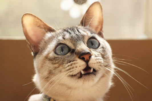 老猫の呼吸が早い! 飼い主さんが愛猫にしてあげられること