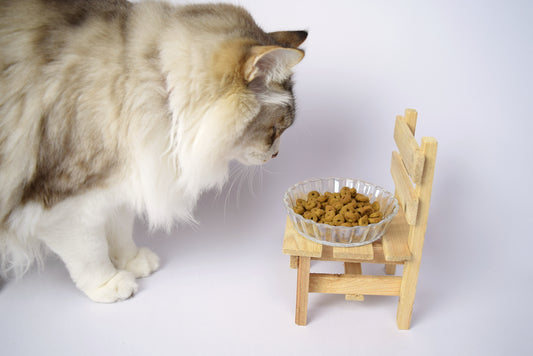 老猫が吐く理由は? 病院につれていくべき?
