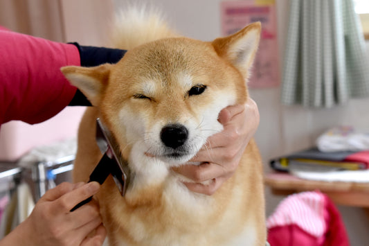 【獣医師監修】犬が皮膚病になる原因とは?よくある症状と対策についても解説