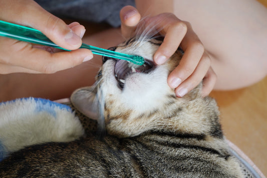 高齢の猫の歯が抜ける原因と対策