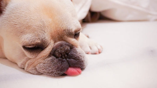 【獣医師監修】フレンチブルドッグがなりやすい皮膚病は?対策や治療についても解説