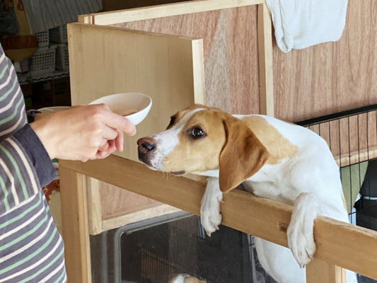 【獣医師監修】クッシング症候群の犬が食べてはいけないものとは?食事管理のポイント
