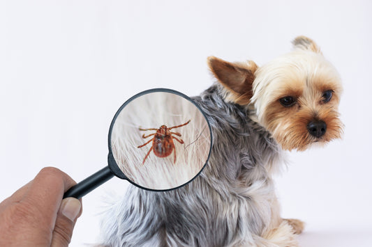 犬の寄生虫の種類や予防・駆除方法について解説