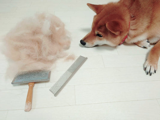 犬の脱毛症の原因や治療法は? 換毛の抜け毛との違いも解説