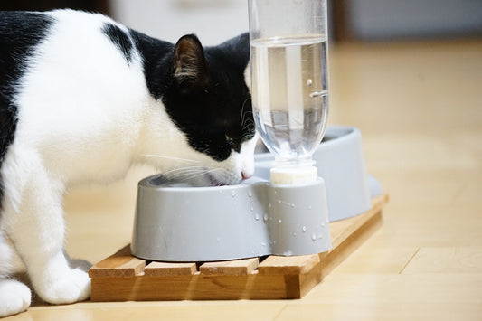 猫の糖尿病とは? 原因や治療法・対策など