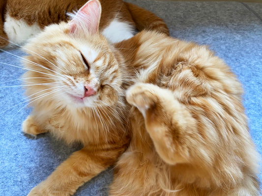 猫の外部寄生虫・内部寄生虫の種類や治療法を解説