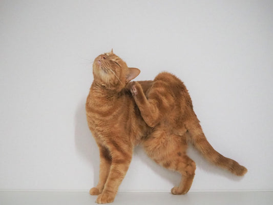 猫の膿皮症はどんな症状? 原因や治療・予防方法も解説