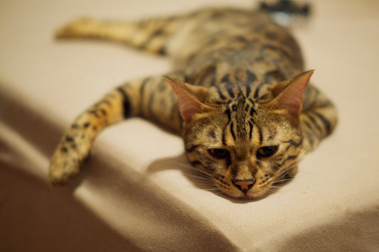猫の脂漏症はどんな病気? 症状と原因・治療法など