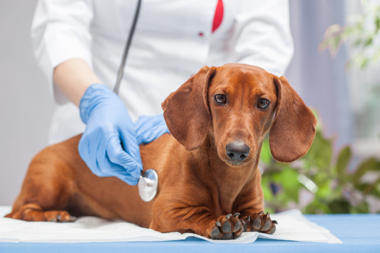 【獣医師監修】犬の椎間板ヘルニアの症状・原因とは?予防法や治療方法についても解説