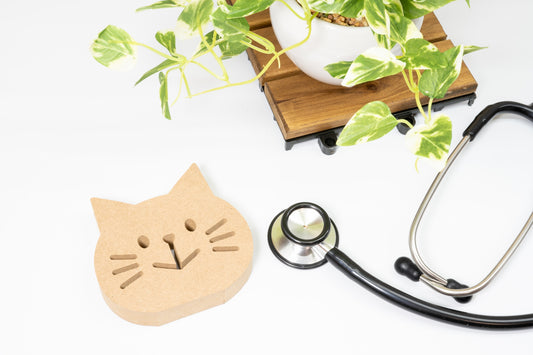 猫の白癬(真菌症)の症状・原因とは? 治療法・対策も解説