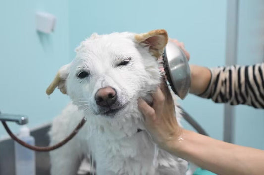 犬のフケは皮膚病を疑うべき? 皮膚病の原因と改善方法とは