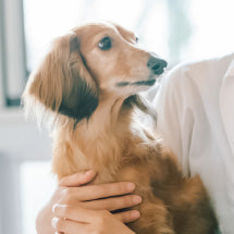 アンチノール<sup>®</sup>で愛犬に健やかな毎日を