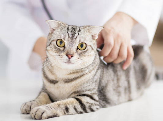 【24年最新】獣医師が解説!スコティッシュフォールドの病気の予防と治療の全ガイド