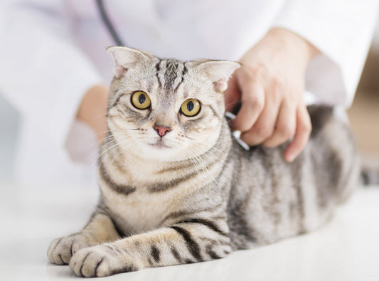 【26年最新】獣医師が監修!スコティッシュフォールドの病気の予防と治療の全ガイド