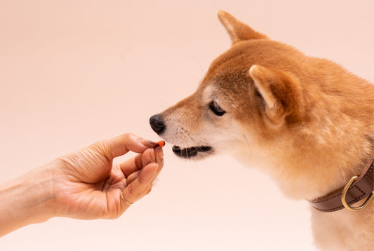 アンチノール<sup>®</sup> を与え忘れてしまった場合