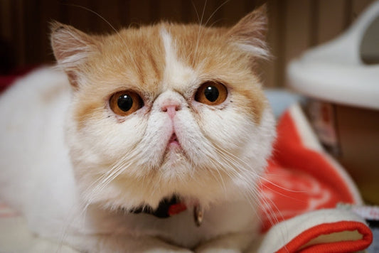 【獣医師監修】猫の鼻づまりの原因・解消法とは？動物病院に行くべきケースも解説