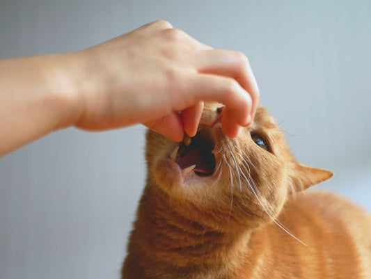 【獣医師監修】猫の歯周病の症状・原因とは？治療や予防方法についても解説