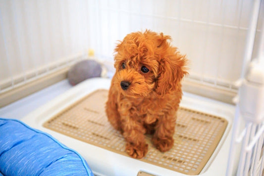 【獣医師監修】犬が下痢をする原因とは？種類・病院に行く目安・自宅での対処法を解説