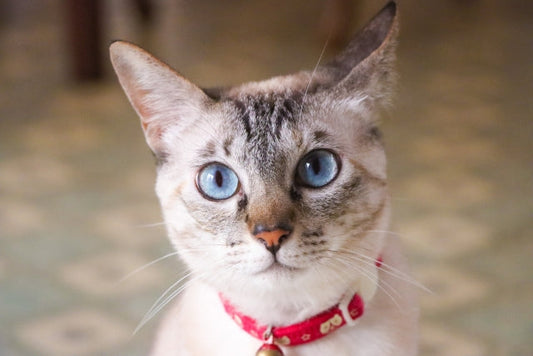 【獣医師監修】猫の腎臓病を予防する6つのポイント！サプリやフードについても