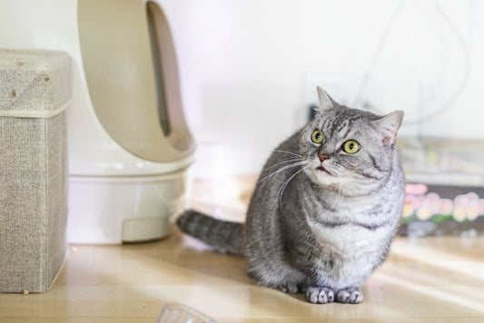 【獣医師監修】猫の下痢の原因・対処法とは？動物病院に行くべき判断基準も解説