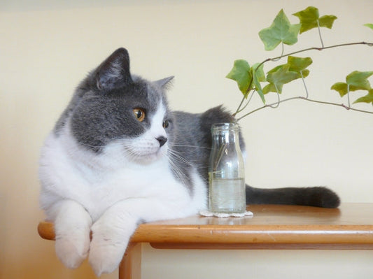 【獣医師監修】猫の毛が抜けるのは皮膚病が原因？よくある病気や治療について