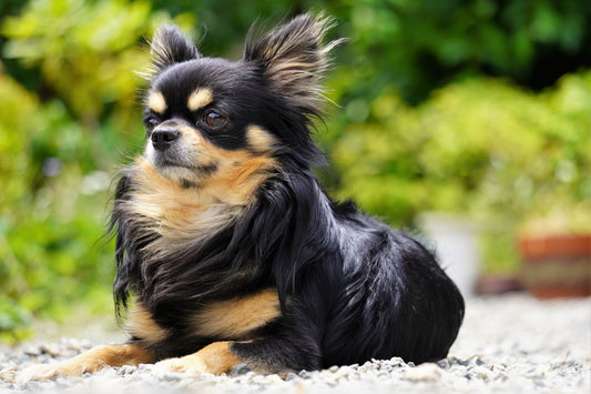 小型犬がかかりやすい「気管虚脱」の症状や原因・治療法など