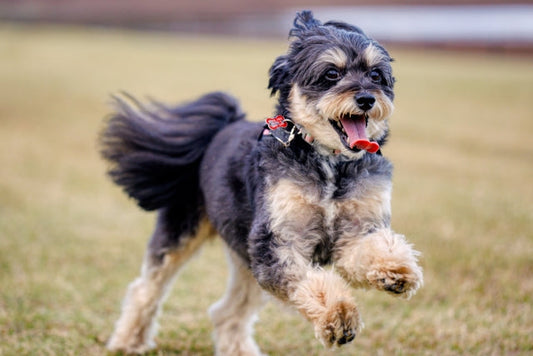 【獣医師監修】犬のクッシング症候群とは？症状・原因・治療法などについて