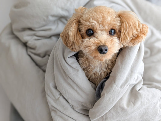 【獣医師監修】カビによる犬の皮膚病「皮膚糸状菌症」とは？症状や治療法など