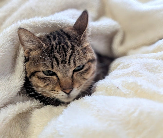 【獣医師監修】猫の元気がないのはなぜ？疑われる病気や病院に行くべきかについて