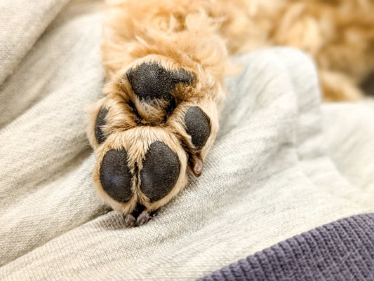 【獣医師監修】犬の指間炎とは？症状・原因・治し方をわかりやすく解説