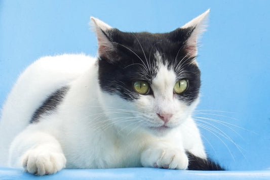 獣医師監修】猫の皮膚糸状菌症とは？原因・症状・治療法などについて解説 情報 非