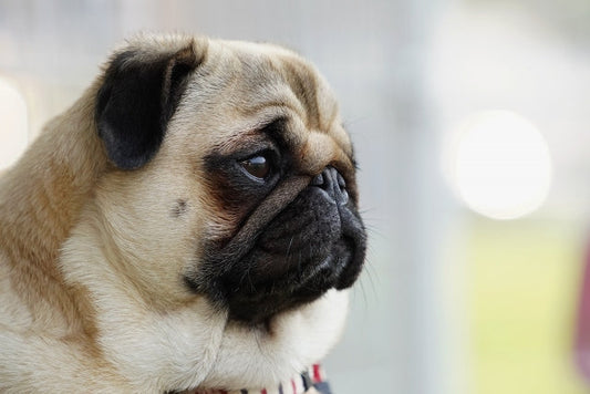 【獣医師監修】犬の外耳炎の症状とは？原因・治療・予防についても解説