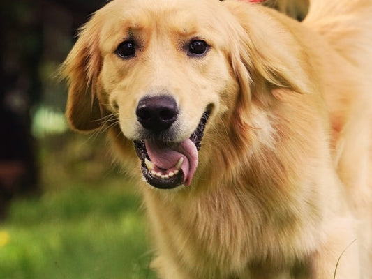 【獣医師監修】犬のマラセチア皮膚炎とは？症状・原因・治療などについても解説