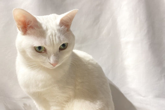 【獣医師監修】猫の心臓病（心筋症）とは？症状や原因・治療などについて