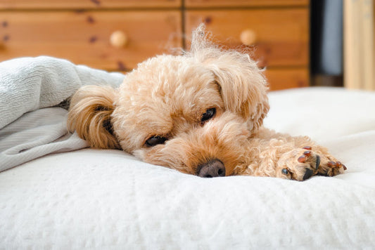 【獣医師監修】犬の嘔吐の原因とは？動物病院に連れて行くべきサインも解説