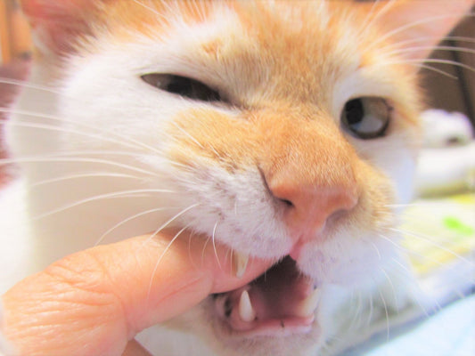 猫の口内炎の症状とは？ 原因・治療法などもあわせて解説