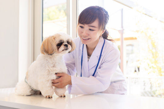 【24年最新】獣医師が解説！犬のパテラ（膝蓋骨脱臼）とは？ 症状と予防・治療方法と治療費用など