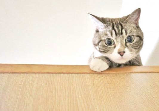 【獣医師監修】猫の皮膚がん（扁平上皮がん）の症状・原因・治療法を徹底解説
