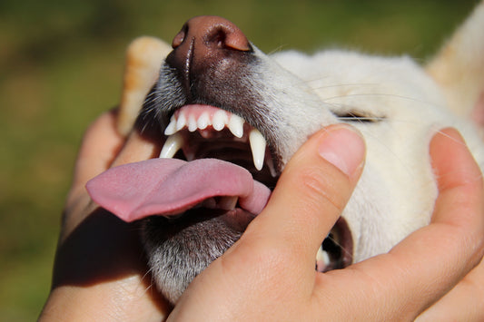 老犬の歯周病が心配！ 症状・治療法・対策など