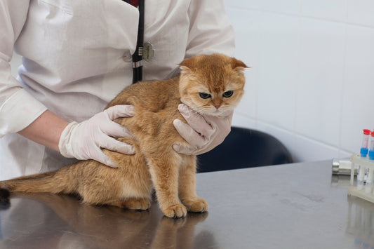 猫の関節炎とは？ 症状・原因・予防法など