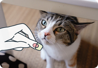 おやつ袋
ダイレクト作戦