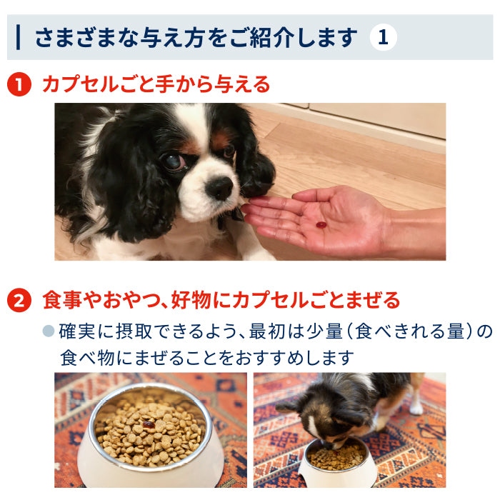 60日スターターキット（小型犬用）