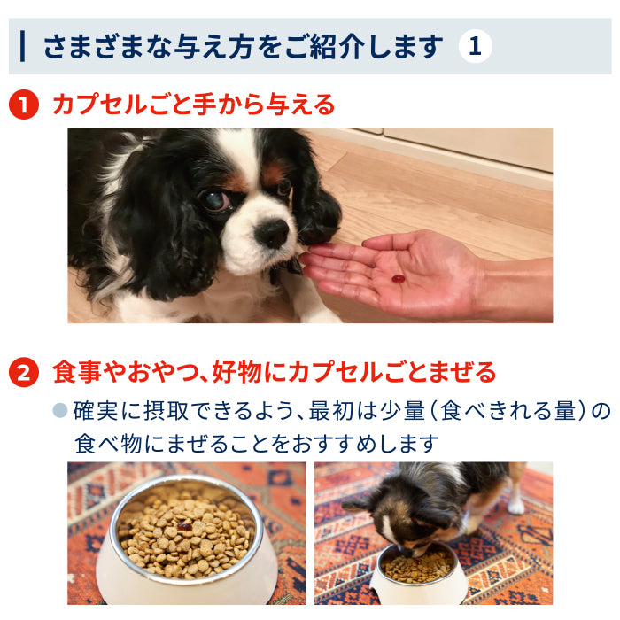 【新品未開封】14 犬用アンチノール 60粒x2箱セット