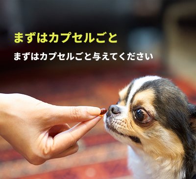 初回購入特典】60日スターターキット(犬用サプリメント 初回購入特典】60日スターターキット(犬用サプリメント