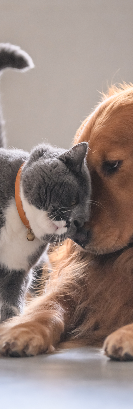 A person happily holding a dog