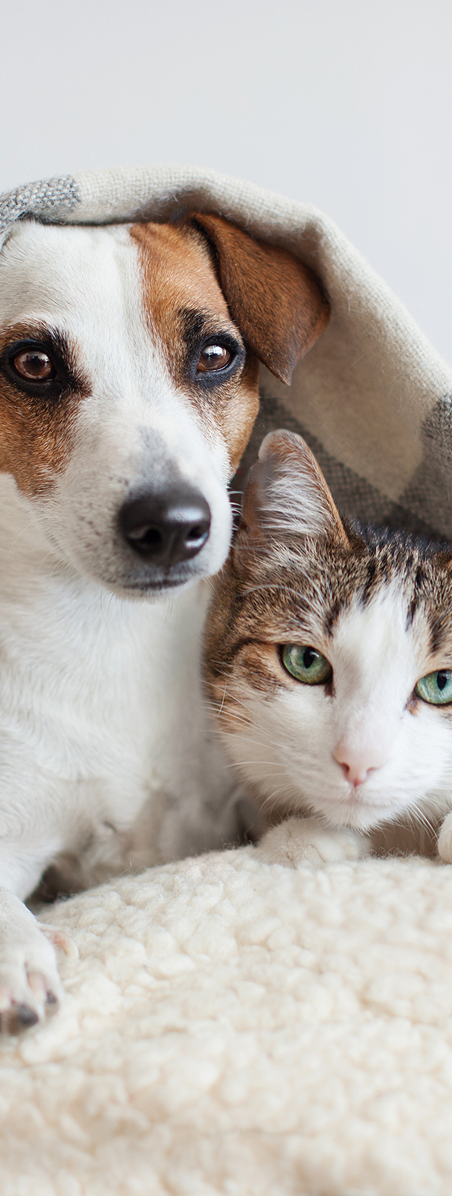 A person happily holding a cat